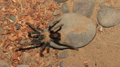 Cyriocosmus versicolor