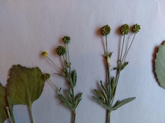 Ranunculus rhomboideus