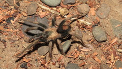 Cyriocosmus versicolor