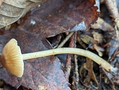Entoloma cetratum