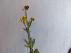 Ranunculus rhomboideus