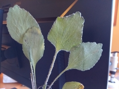 Ranunculus rhomboideus