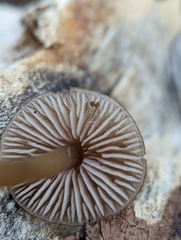 Entoloma cetratum