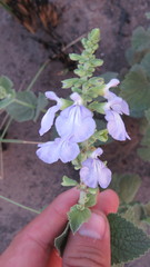 Salvia cardiophylla
