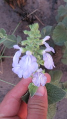 Salvia cardiophylla