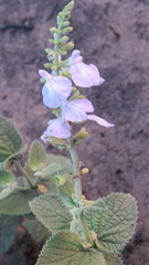 Salvia cardiophylla