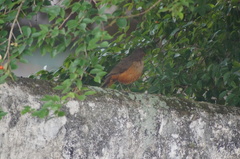 Turdus rufiventris