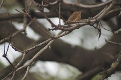 Troglodytes aedon