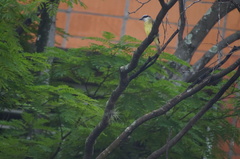 Pitangus sulphuratus