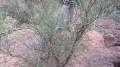 Prosopis sericantha