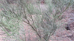 Prosopis sericantha