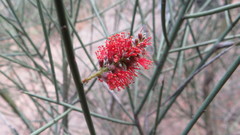 Prosopis sericantha