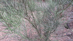 Prosopis sericantha