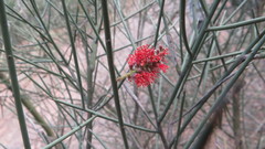 Prosopis sericantha