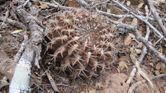 Gymnocalycium marsoneri