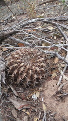 Gymnocalycium marsoneri