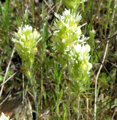 Castilleja lineariloba