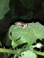 Osteocephalus mimeticus