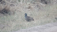 Crypturellus tataupa