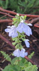 Salvia cardiophylla