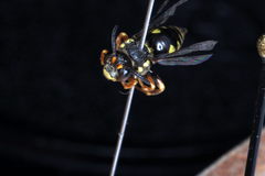 Nomada rufipes