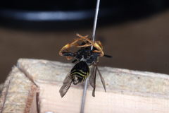 Nomada rufipes