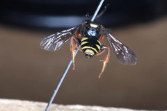 Nomada rufipes