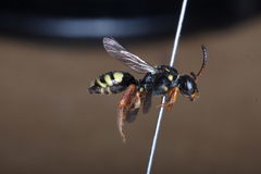 Nomada rufipes