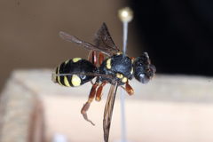 Nomada rufipes