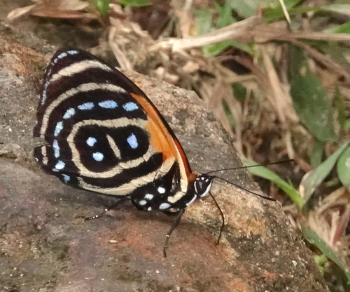 Catagramma cynosura