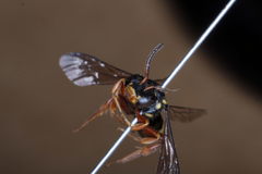Nomada rufipes
