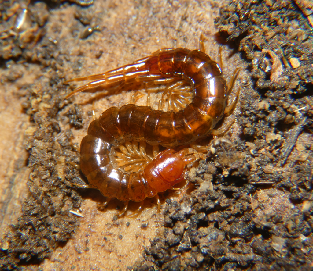 Blue Belly Centipede