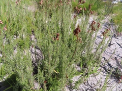 Thamnochortus fruticosus