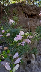 Lamourouxia dasyantha