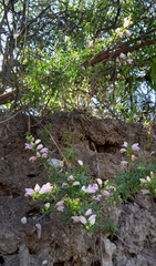 Lamourouxia dasyantha