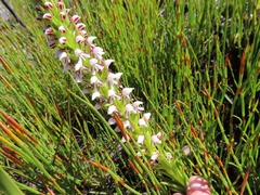 Disa obtusa hottentotica