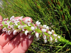 Disa obtusa hottentotica