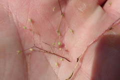 Spergularia echinosperma