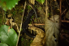 Plethodon teyahalee
