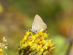 Nicolaea ophia