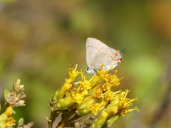 Nicolaea ophia
