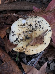 Lactarius alnicola