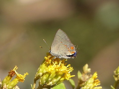 Nicolaea ophia