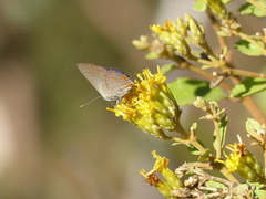 Nicolaea ophia