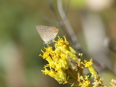 Nicolaea ophia