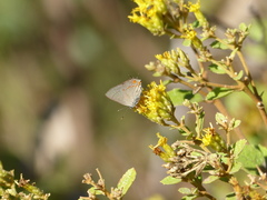 Nicolaea ophia