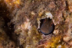 Parablennius intermedius