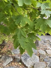 Acer platanoides