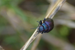 Chrysolina coerulans