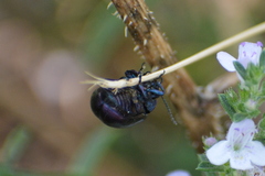 Chrysolina coerulans